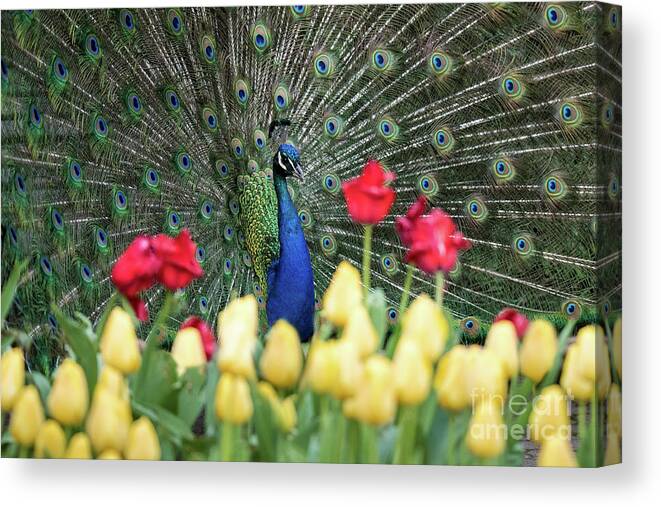 Ed Taylor Canvas Print featuring the photograph Peacock by Ed Taylor