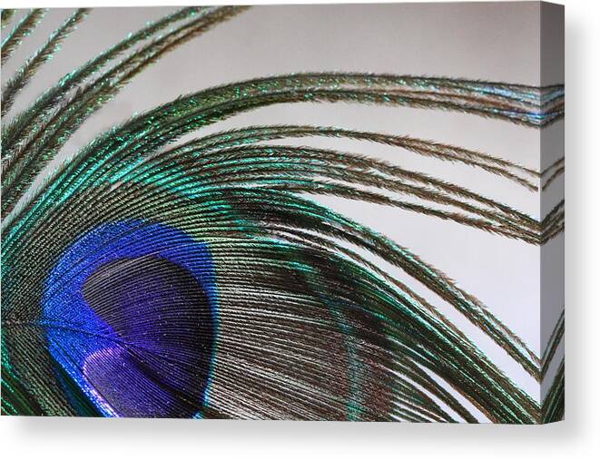 Peacock Feather Canvas Print featuring the photograph Peacock Feather Art by Angela Murdock
