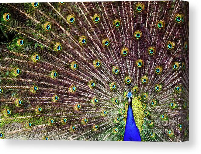 00554023 Canvas Print featuring the photograph Peacock In Full Display by Marcel van Kammen