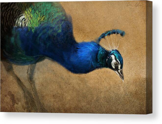 Peacock Canvas Print featuring the digital art Peacock Light by Aaron Blaise