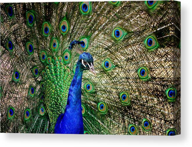 Cosley Canvas Print featuring the photograph Peacock Open Tail by Joni Eskridge