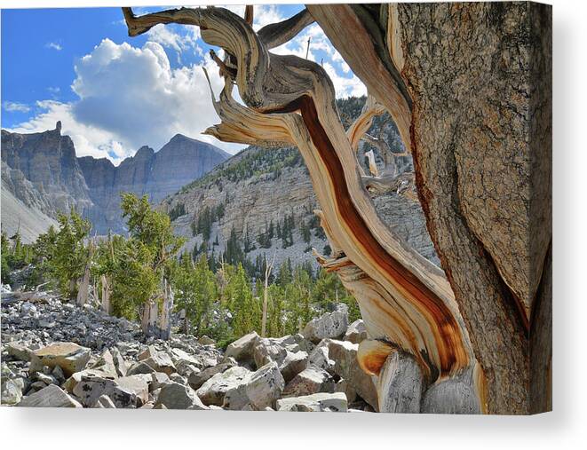 Great Basin National Park Canvas Print featuring the photograph Peak Bristlecone Pine by Ray Mathis