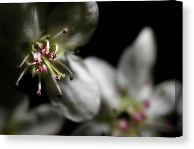Blossoms Canvas Print featuring the photograph Pear Blossoms by Mike Eingle