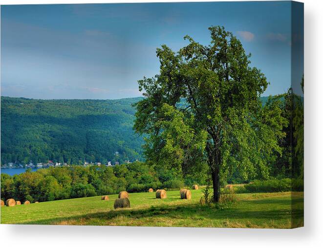 Hay Canvas Print featuring the photograph Pear Tree And Hayfield by Steven Ainsworth
