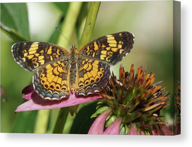 Pearl Crescent Butterfly Canvas Print featuring the photograph Pearl Crescent Butterfly on Coneflower by Robert E Alter Reflections of Infinity