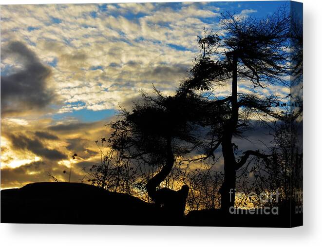 Tree Canvas Print featuring the photograph Pebbles Beach Pine Tree by Elaine Hunter