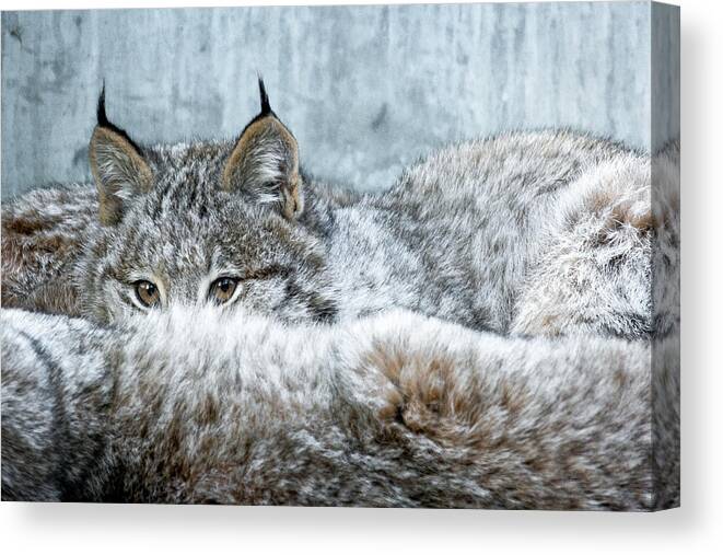 Canada Lynx Canvas Print featuring the photograph Peek-A-Boo by Michael Hubley