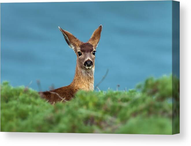 Animal Canvas Print featuring the photograph Peek-a-poo by Jonathan Nguyen