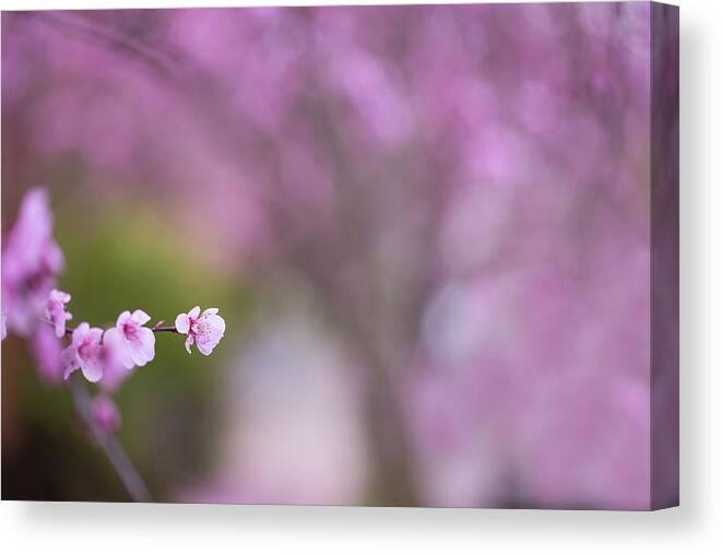 Cherry Blossoms Canvas Print featuring the photograph Peekaboo by Kunal Mehra