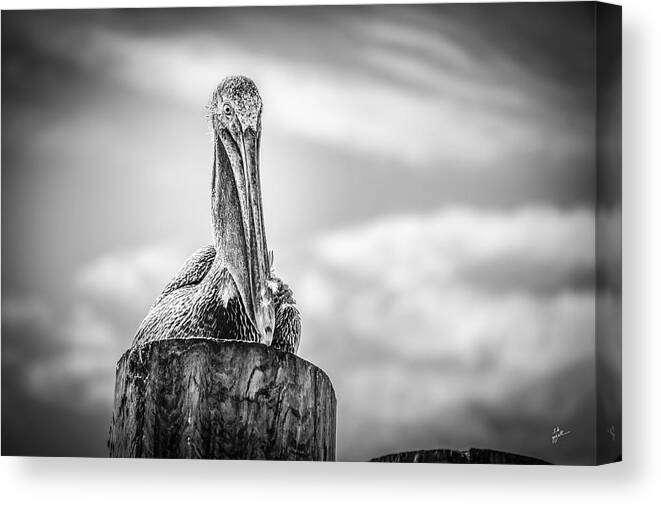 Pelicans Canvas Print featuring the photograph Peering Pelican by TK Goforth