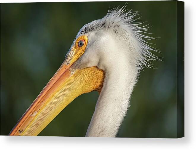 American White Pelican Canvas Print featuring the photograph Pelican 2017-3 by Thomas Young
