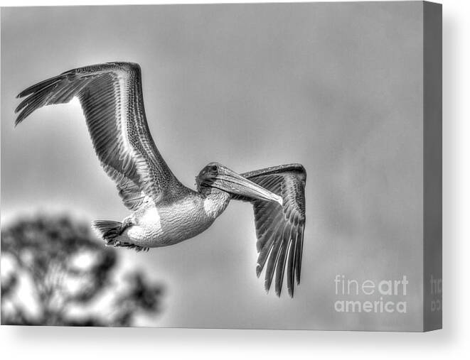 Pelican Canvas Print featuring the photograph Pelican-4443 BnW by Gulf Coast Aerials -