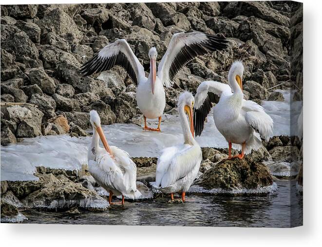 Pelicans Canvas Print featuring the photograph Pelican Conducting by Ray Congrove