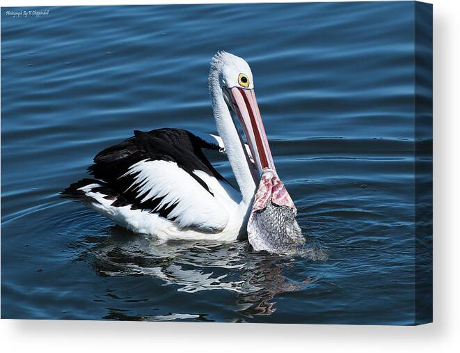 Pelican Photography Canvas Print featuring the photograph Pelican fishing 6661 by Kevin Chippindall
