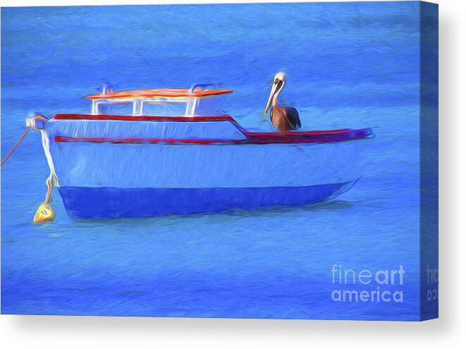 Pelican Canvas Print featuring the photograph Pelican in Aruba by George Robinson