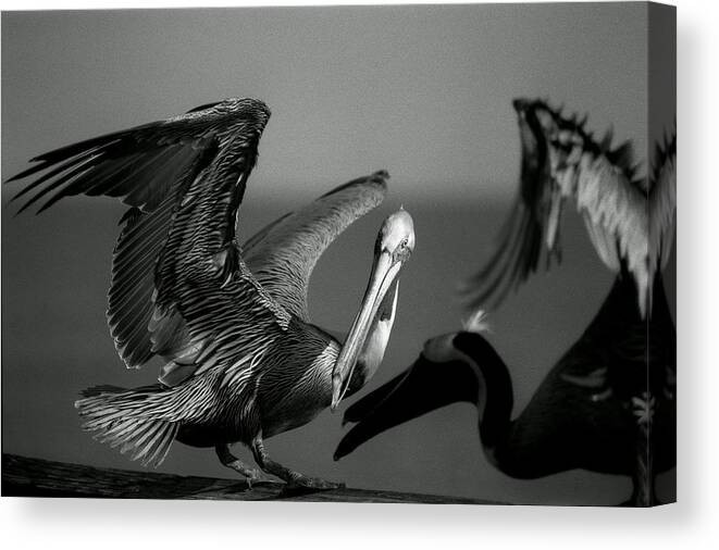 Pelican Canvas Print featuring the photograph Pelican by Jane Melgaard