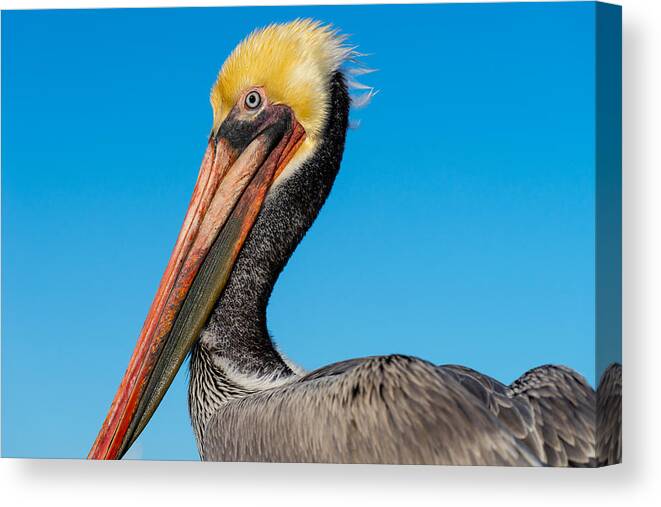 Pelican Canvas Print featuring the photograph Pelican Portrait by Derek Dean