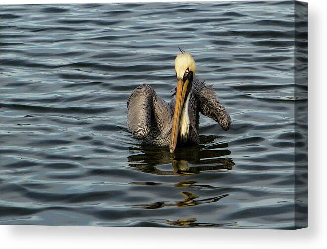 Jean Noren Canvas Print featuring the photograph Pelican Wing in a Twist by Jean Noren