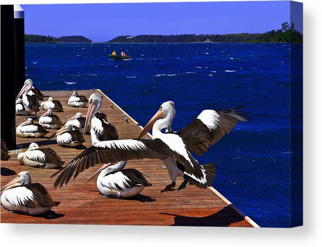 Pelican Canvas Print featuring the photograph Pelican's Landing Before Touchdown by Miroslava Jurcik