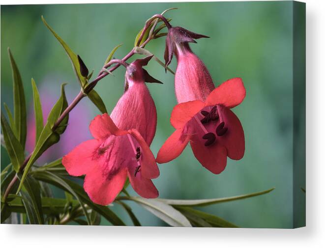 Penstemon Canvas Print featuring the photograph Penstemon by Terence Davis