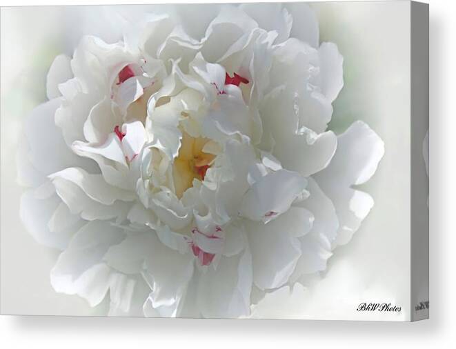 Peony Canvas Print featuring the photograph Peony by Bonnie Willis