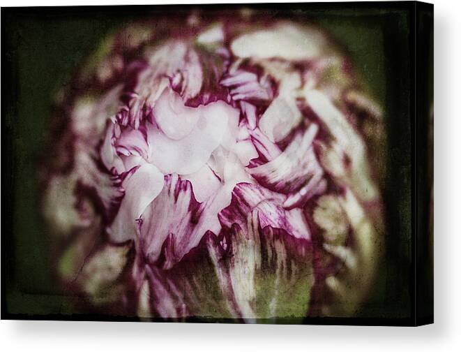 Peonies Canvas Print featuring the photograph Peony Bud by Cindi Ressler
