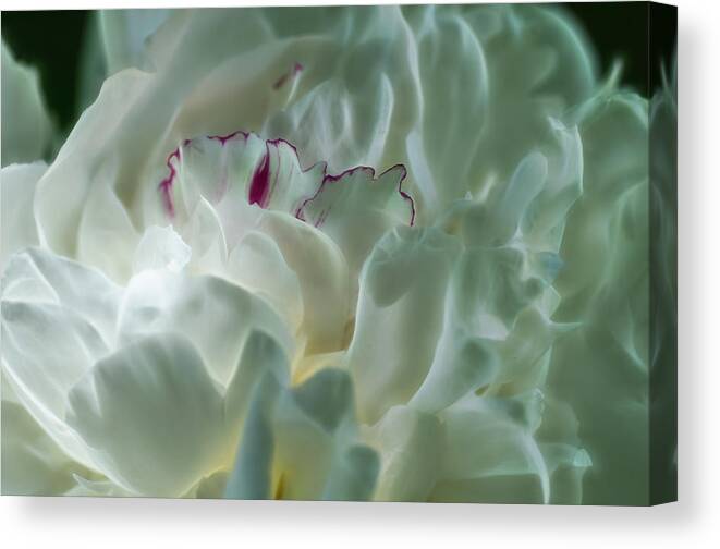Peony Canvas Print featuring the photograph Peony Flower Energy by Beth Venner