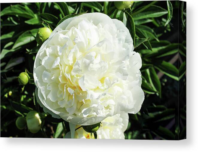 Larissadavydova Canvas Print featuring the photograph Peony Love by Larissa Davydova