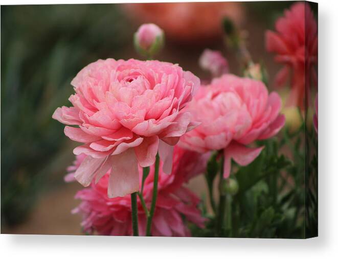 Pink Ranunculus Canvas Print featuring the photograph Peony Pink Ranunculus Closeup by Colleen Cornelius