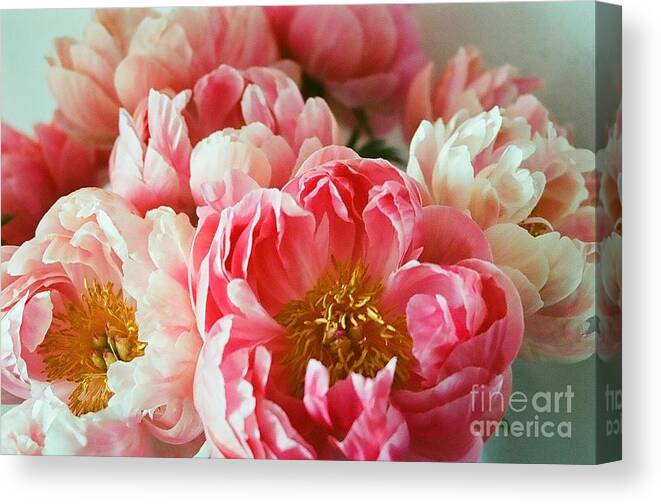 Peony Light Pink Lush Petals Canvas Print featuring the photograph Peony Series 1-5 by J Doyne Miller