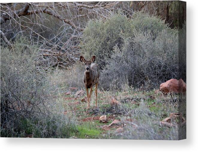 Deer Canvas Print featuring the photograph People Watching - 2 by Christy Pooschke