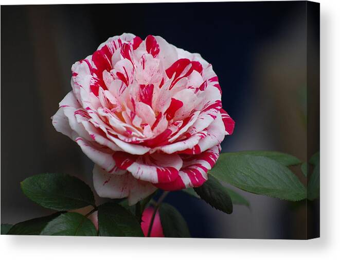 Rose Canvas Print featuring the photograph Peppermint Fantasy by Helen Carson