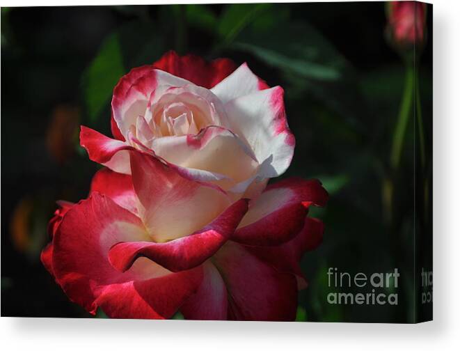 Roses Canvas Print featuring the photograph Peppermint Petals by Nona Kumah