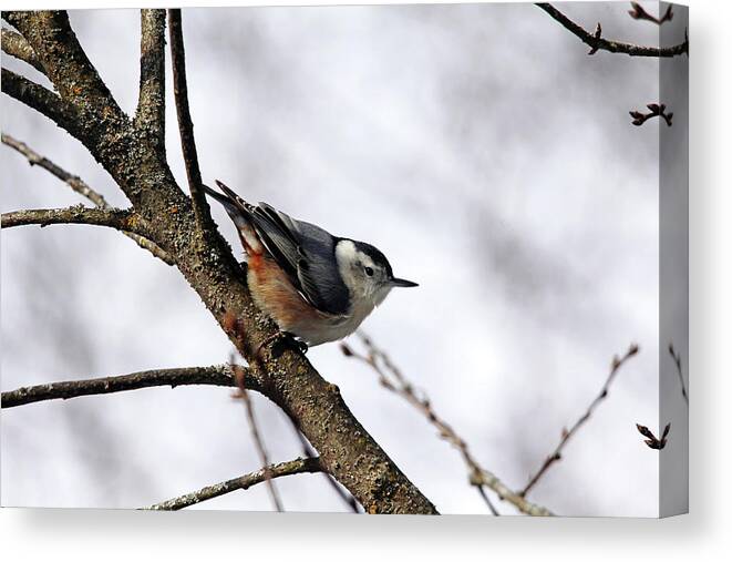 Nuthatch Canvas Print featuring the photograph Perched Nuthatch by Debbie Oppermann
