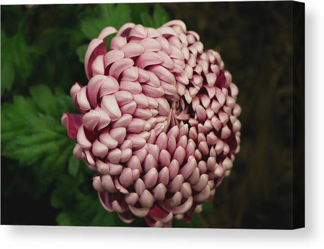 Chrysanthemum Canvas Print featuring the photograph Petal Pusher by Living Color Photography Lorraine Lynch