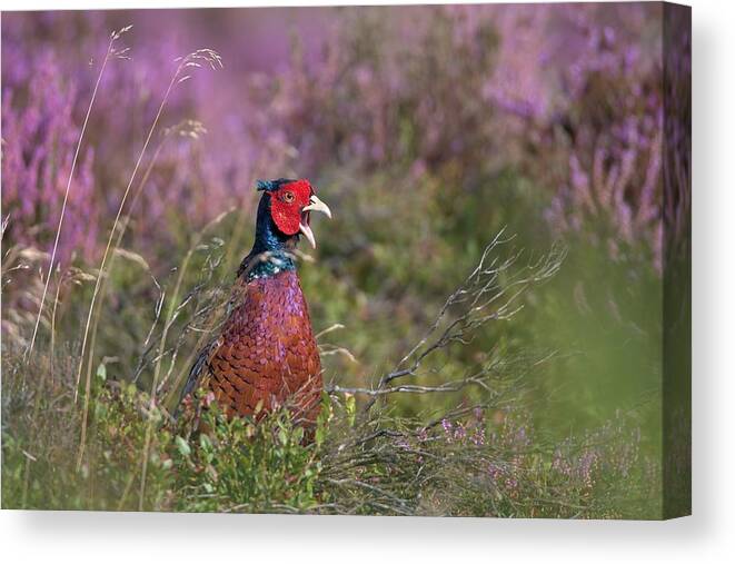 Pheasant Canvas Print featuring the digital art Pheasant by Super Lovely