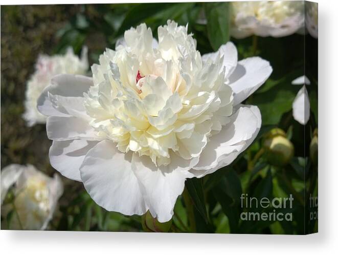 Photograph Canvas Print featuring the photograph photograph White Peony Flower by Delynn Addams