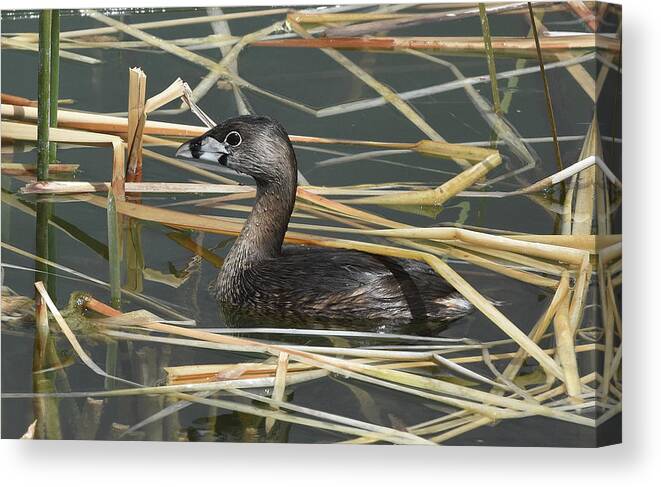 Pie-billed Grebe Canvas Print featuring the photograph Pie-billed Grebe by Ben Foster