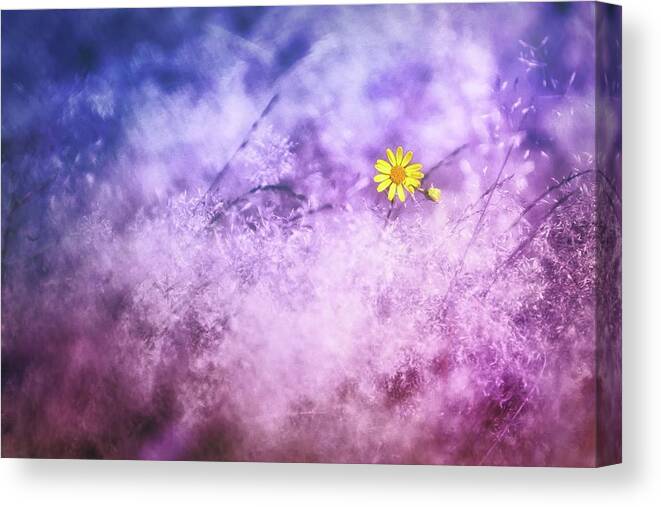 Flower Canvas Print featuring the photograph Piece Of The Summer by Jaroslav Buna