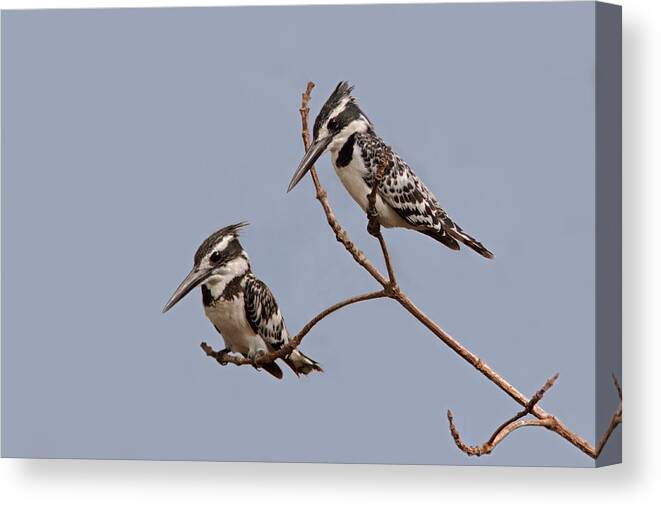 Pied Kingfisher Canvas Print featuring the photograph Pied Kingfisher Pair by Aivar Mikko