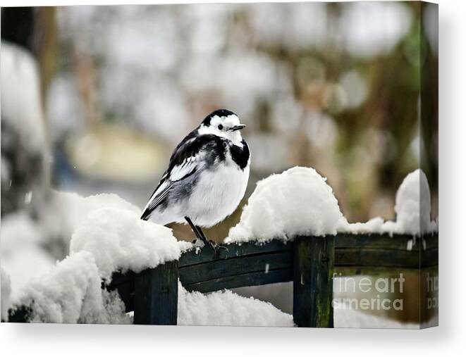 Bird Canvas Print featuring the photograph Pied Wagtail In The Snow by Terri Waters