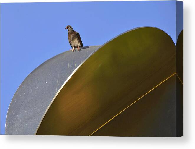 Pigeon Canvas Print featuring the photograph Pigeon Watch by Andrew Dinh
