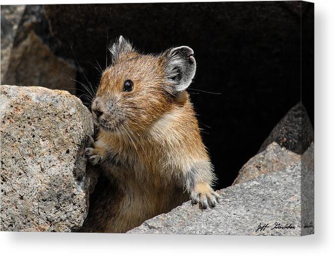Animal Canvas Print featuring the photograph Pika Looking out from its Burrow by Jeff Goulden