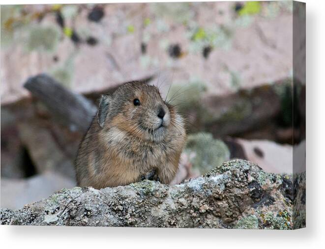 Pika Canvas Print featuring the photograph Pika on the Lookout by Cascade Colors