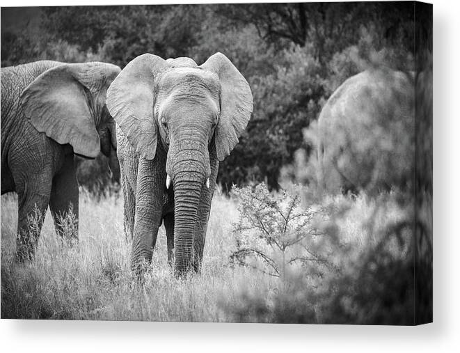 Mabula Private Game Lodge Canvas Print featuring the photograph Pilanes National Park 11 by Erika Gentry