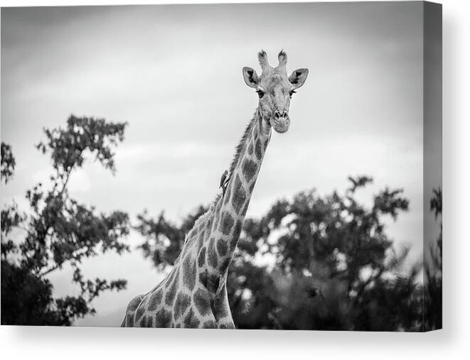 Mabula Private Game Lodge Canvas Print featuring the photograph Pilanesburg National Park 24 by Erika Gentry