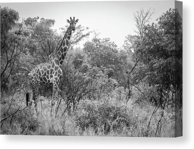  Canvas Print featuring the photograph Pilanesburg National Park 34 by Erika Gentry