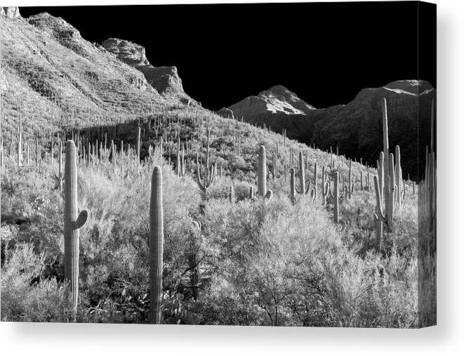 Bear Canyon Canvas Print featuring the photograph Pilgrimage by Scott Rackers