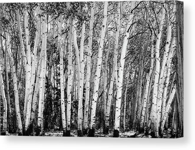 Sangre De Cristo Mountains Canvas Print featuring the photograph Pillars Of The Wilderness by James BO Insogna