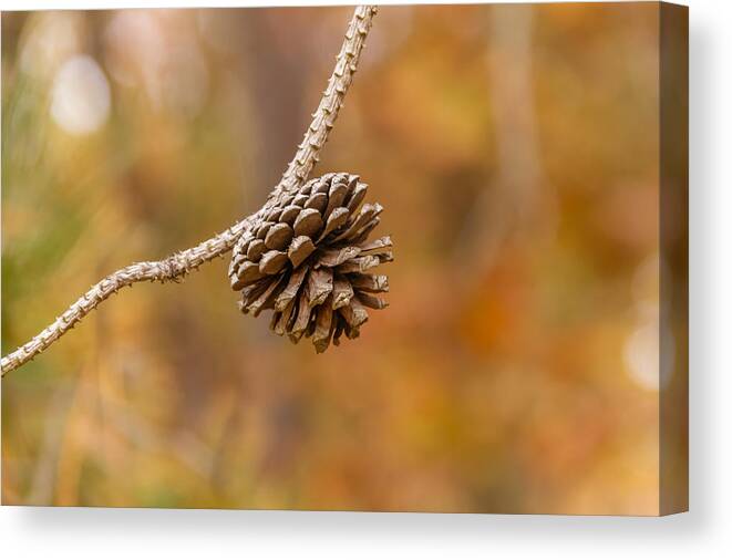 Conifer Cone Canvas Print featuring the photograph Pine cone by SAURAVphoto Online Store